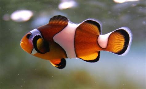 Top 10 Most Colorful And Beautiful Fish Clown Fish Fish
