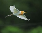 牛背鷺~黃頭鷺 - 湖光野鳥攝影日誌〈 小溫鏡頭下的光采〉 - udn部落格