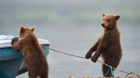 Bear Cubs Playing By A Lake Bing Gallery