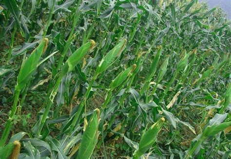 80days Super Sweet Waxy Maize Seeds Corn Seeds For Sowing China