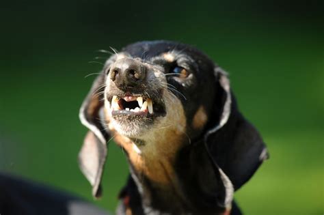 Why Do Dachshunds Bark So Much The 5 Interesting Reasons Why