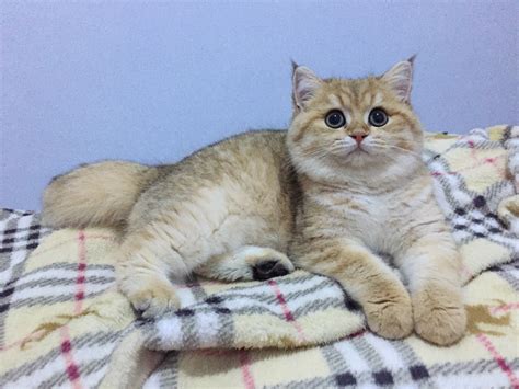 British Shorthair / Kucing British Bulu Pendek