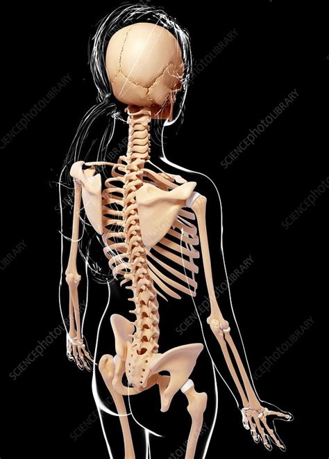 Female Skeleton Artwork Stock Image F007 3997 Science Photo Library