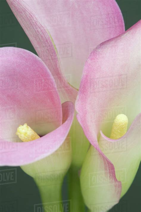 Pink Calla Lilies Stock Photo Dissolve
