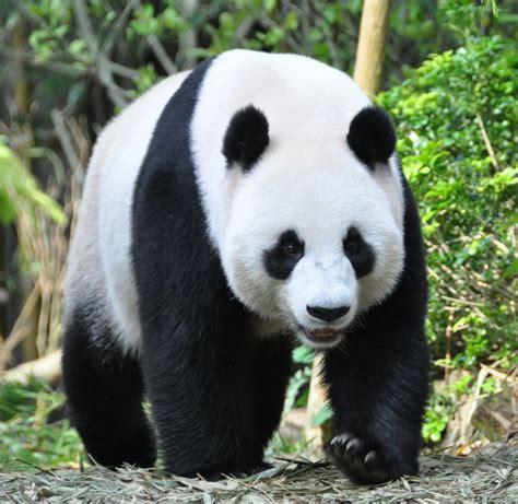 Giant Pandas Removed From Endangered Species List Bringing You Truth