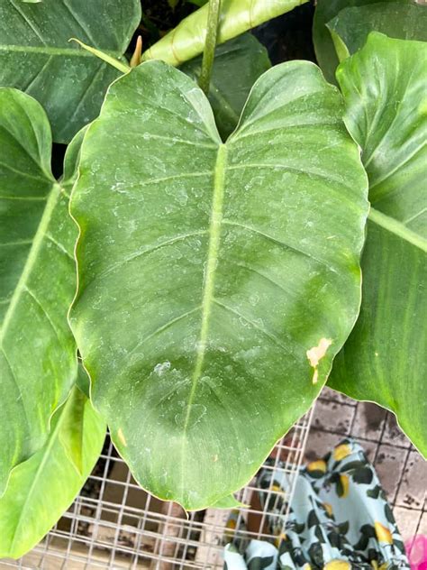 Philodendron Jungle Fever Plant Care And Grow Tips Paisley Plants