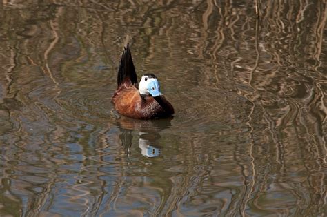 Premium Photo Male Of White Headed Duck With The Blue Beak In Mating