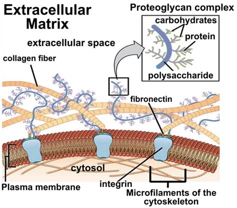 165 Glycoproteins And Glycolipids Biology Libretexts