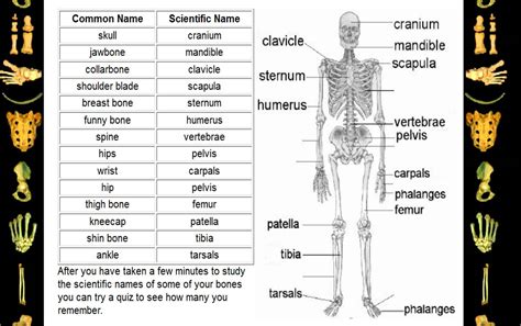 Different Parts Of Skeletal System