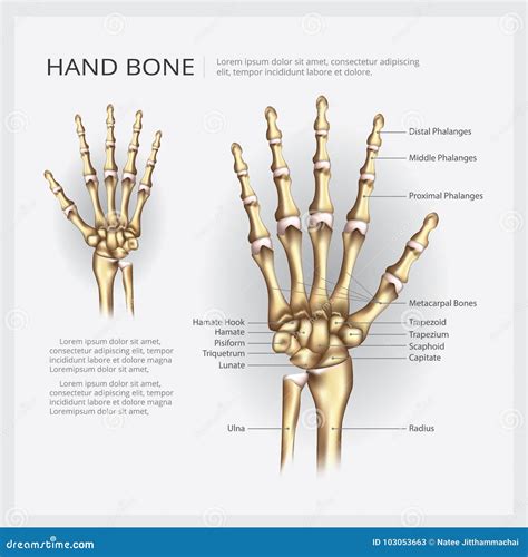 Osso De Mão Humano Da Anatomia Ilustração Do Vetor Ilustração De