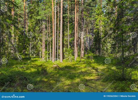 Green Coniferous Forest Stock Photo Image Of Outdoor 195562304