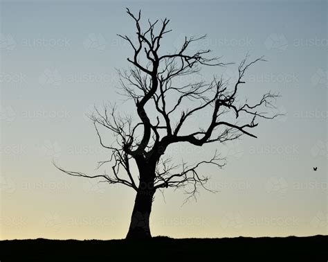 Image Of Lone Dead Tree On A Farm During Sunset Austockphoto
