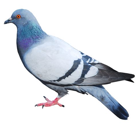 Columbidae المحلي Pigeon Png ملف Png Mart