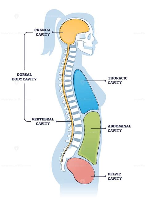 Dorsal And Other Body Cavities Cross Section Outline Illustration
