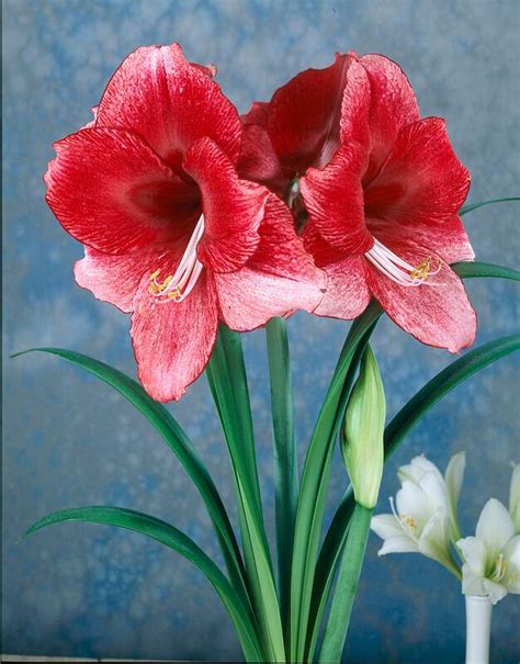 Wild Blue Amaryllis Flower Bulbs Best Flower Site