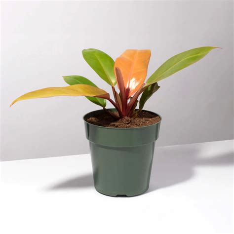“prince Of Orange Plant” Philodendron Houseplant Vibrant Orange Orange