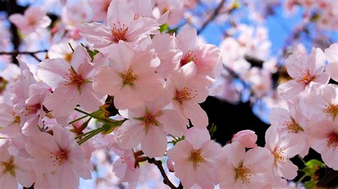 Spring Pink Blossoms Mac Wallpaper Download Allmacwallpaper