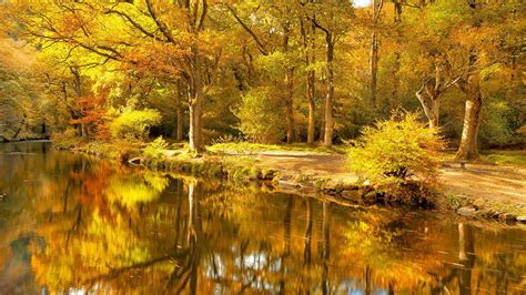 Beautiful Green Leafed Trees Scenery Forest Reflection On River Hd