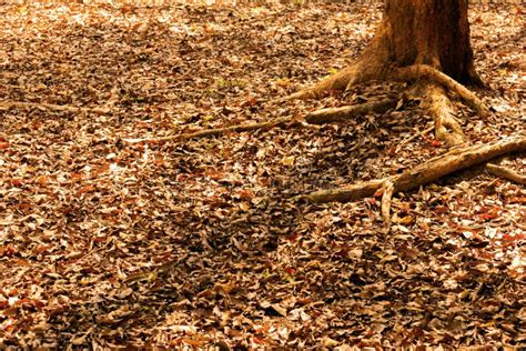 Dry Leaves Falling On The Ground Under The Tree Stock Photo Image Of