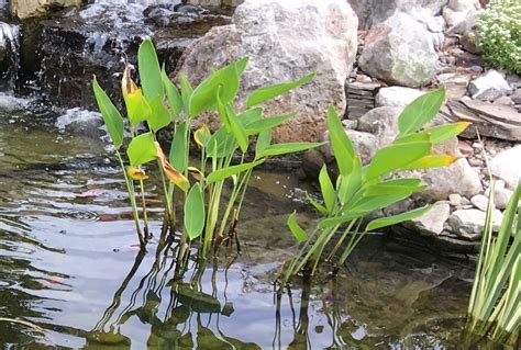 The aquatic plants keep the pond water clear. Why Are My Pond Plants Turning Yellow And Dying?