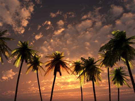 Download Cloud Sky Sunset Nature Palm Tree Wallpaper