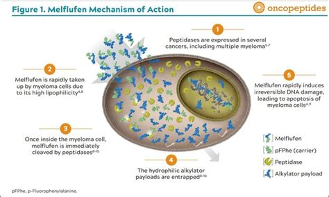 Oncopeptides ab cannot be verified against its exchange. Oncopeptides Presents Updated Efficacy and Safety Data from Melflufen Pivotal Phase 2 HORIZON ...