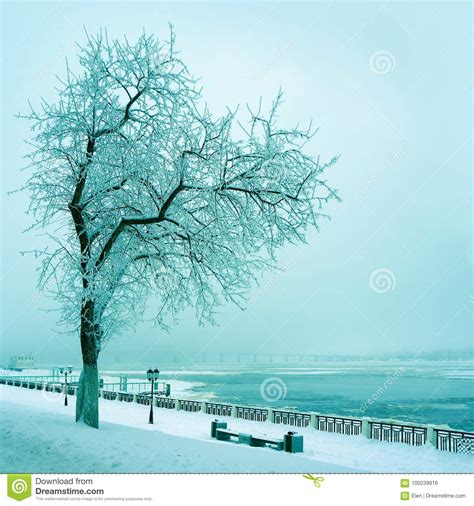 Winter Nature Lonely Tree On Coast Of River Stock Photo Image Of