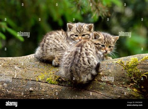 gatos monteses felis silvestris fotografías e imágenes de alta resolución alamy