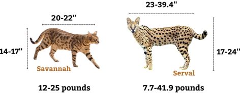 Full Grown Savannah Cat