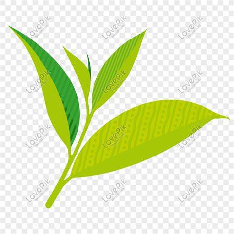 Almost files can be used for commercial. 3000 Gambar Daun Teh Vector HD Terbaru - Infobaru