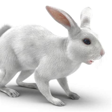 White Rabbit 3d 3d Molier International