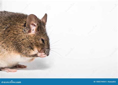 Funny Little Brown Mouse Stock Photo Image Of Studio 100574454