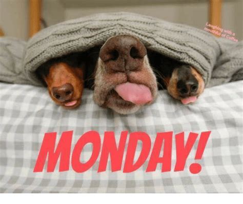 Monday Dogs Meme Monday Humor Happy Monday Funny Monday Jokes