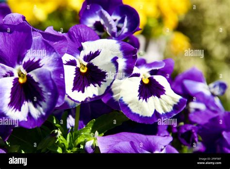 Purple And White Pansies Stock Photo Alamy