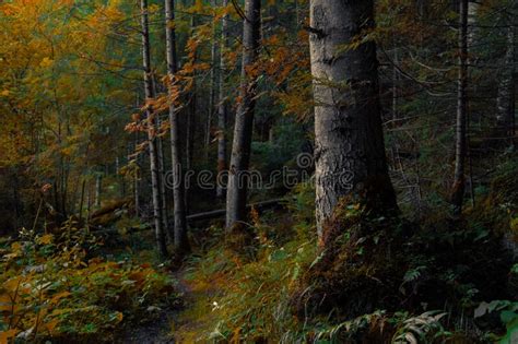 Moody Atmospheric Forest Landscape Of Autumn October Season Time Stock