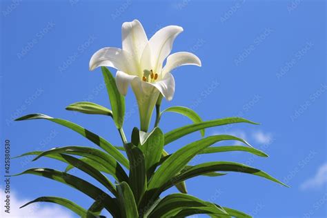 Tall Growing White Easter Lily Flower With Leaves Known As Lilium