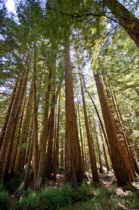 Redwood Forests Groups Fight To Preserve Rare Old Growth