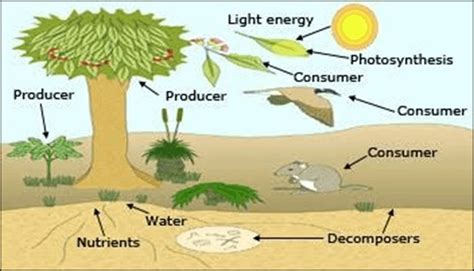 Ncert Class 4 Science Living And Non Living Things Complete Notes