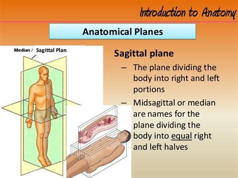 Intro To Anatomy