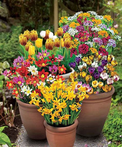 100 Spring Flowering Bulbs Product Photo Flower Garden