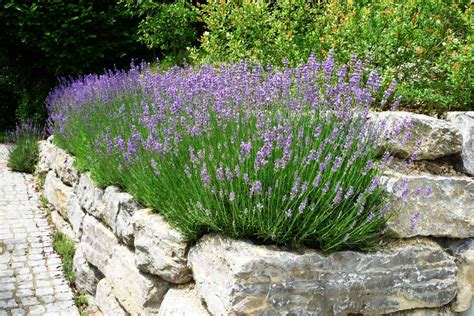 Der pflegeleichte lavendel benötigt nur den passenden standort und. Lavendel in Reih und Glied pflanzen | Gartentechnik.de