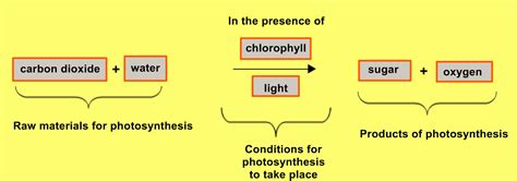 Raw Materials And End Product Of Photosynthesis