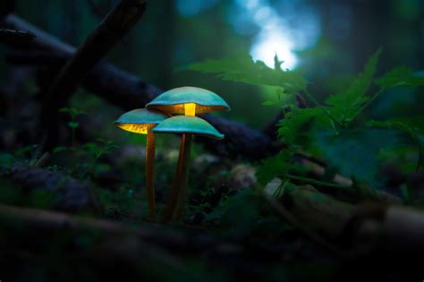 Mushroom Plants Glowing 4k Wallpaperhd Artist Wallpapers4k Wallpapers