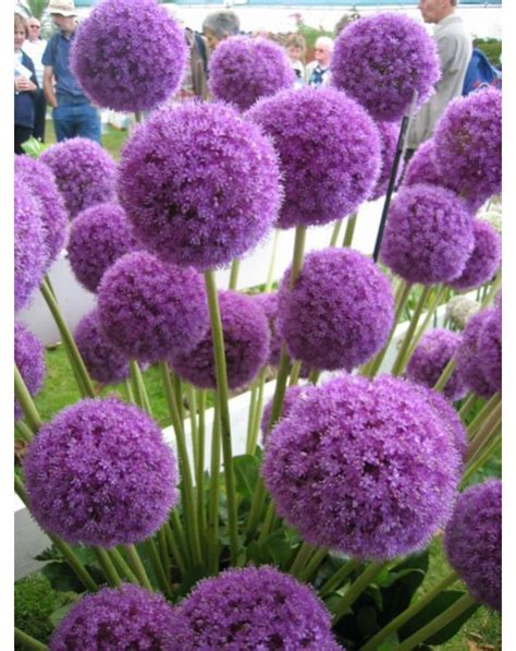 Purple Flowers That Look Like Balls Flowers Xkq