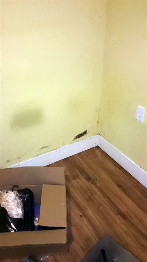 How To Get Rid Of Mold On Drywall Love And Improve Life