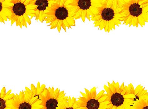 Sunflowers Border Stock Photos Pictures And Royalty Free Images Istock
