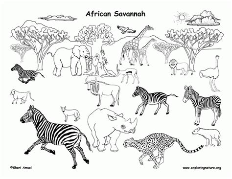 Africa coloring pages with images math coloring worksheets. Grassland Animals Coloring Pages - Coloring Home