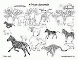 Animals Coloring African Grassland Pages Savannah Animal Drawing Clipart Habitats Savanna Draw Africa Biomes Biome Safari Tropical Labeled Preschool Pdf sketch template