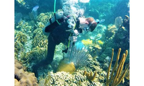 Climate Change Human Activity Lead To Nearshore Coral Growth Decline