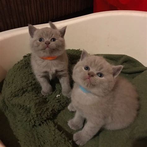 Lilac British Shorthair Kittens In Madeley Shropshire Gumtree